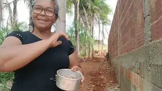 Plantando feij&atilde;o vida simples da ro&ccedil;a #YouTube #Plantando feij&atilde;o registro de vida 