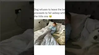 Dog Won&rsquo;t Leave Bed 😻
