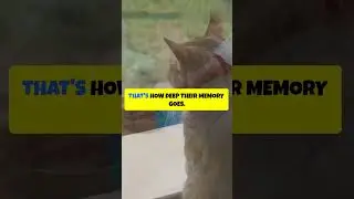 How Long Does Your Cat Remember You? The Answer May Surprise You! 😽