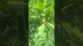 безкоштовні огірки