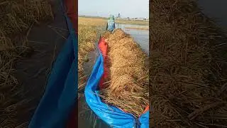 Kesedihan petani padi #banjir #panenbanjir