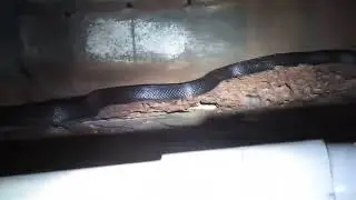 Home Inspector Finds Black Snake In The Crawlspace! 👀