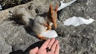 Тыйын чычкан.