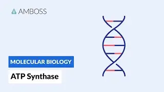 ATP Synthase: Key Enzyme of Aerobic Energy Metabolism