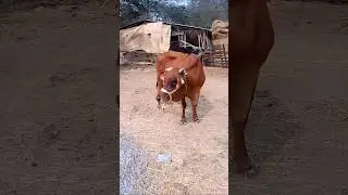 पैसे 💸कमाने का कोई मंत्र 🕉️ नहीं होता ✅#dairyfarm #farming #farm #mehnat #shotrs#bussiness