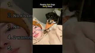 Ranking Best Dogs Being Sassy