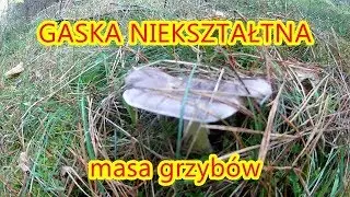 Grzyby 2019.10.23 gąska niekształtna (siwek) masa grzybów...Golden boy Poland