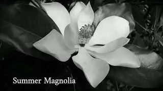 Summer Magnolia B&W: Southern night ambience #magnolia #nightsound #black&white #anseladams #asmr 