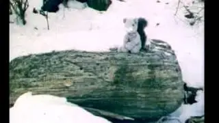 Squirrel Film
