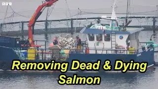 Scottish Salmon Farm  'Removed Tonnes of Dead And Dying Salmon' Before a Visit by MSPs