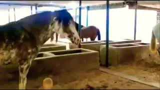 Nigerian Breed Horses