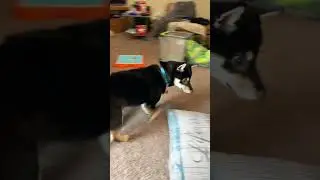 Shiba Investigates Cage