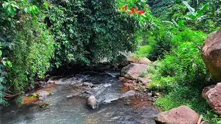 Overcome Anxiety to Sleep Soundly with Calming River Stream Sounds Surrounded by Lush Forest