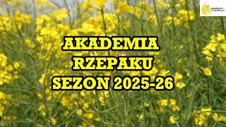 Rzepak ozimy siany 26 sierpnia 2025 r. – aktualny stan plantacji i rekomendacje ochrony chemicznej