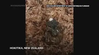 Rare snail filmed laying an egg from its neck