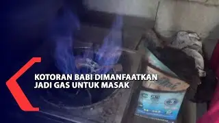 Kotoran Babi Dimanfaatkan Jadi Gas Untuk Masak