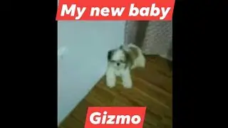 HELLO BABY GIZMO || I MISS YOU #KhrisGen