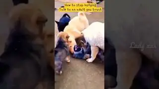 Puppy against bullying🥹Always remember to ask for help and be nice to others❤️ #cute #dog #shorts