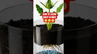 😳 Daisy flower time lapse video 😱#shorts #shortsfeed #plants #growth #daisy