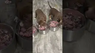 🔥 How to feed raw meat to a puppy! #rawfeeding #rawdiet #rawfoods #puppy #dogfood #burrnationk9s
