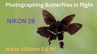 Nikon Z8 | Taking stunning photos of butterflies in flight!