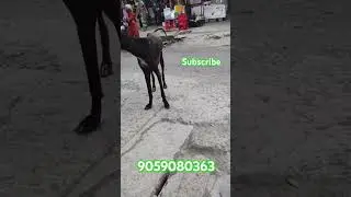 top quality mudhol hound dog Stud service available in guntur #guntur #mudholhound #trendingshorts