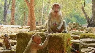 Sweet family! Update monkey Jane and baby Janna, Monkey Janet and baby Janna, Janet monkey