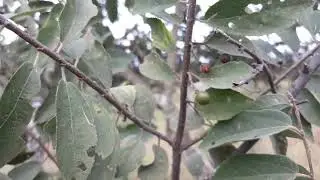 Maasai trees - Ositeti (Grewia bicolor) strong sticks, cow fodder, eatable fruits