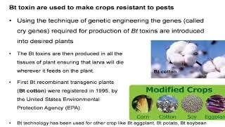 Bt Gene