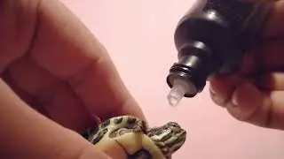 ¿Cómo tratar y curar edema de párpados en tus tortugas?