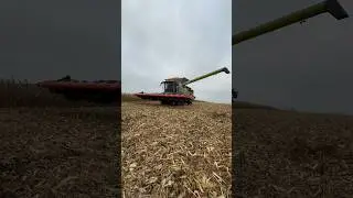 Claas Lexion 8700 im Mais 🌽 #farming #claas #ernte #landwirtschaft