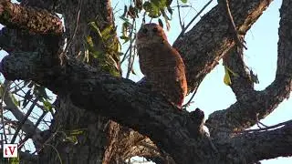 Extremely Rare Pel's Fishing Owl in the Day Time - South Luangwa NP, Zambia