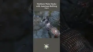Watersnake Eating Bullfrog part 6 #reptiles #snake #wildlife