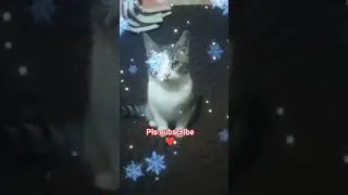 #cat #kitten #pleasesubscribe #cute #fypシ #micko #kitty #cutecat #plssubscribe #fyp #shorts #fun