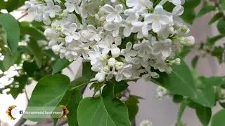Syringa vulgaris hand pollination
