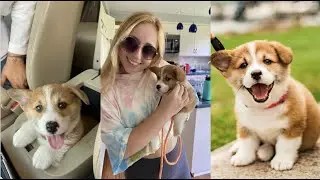 BRINGING HOME MY 8 WEEK OLD CORGI PUPPY!!