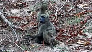 Chacma baboon troop at Djuma Waterhole - Djuma Cam Live Stream - South Africa