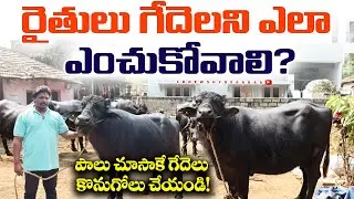 తక్కువ ధరలో ముర్రా జాతి గేదెలు| గేదెలని ఎలా ఎంచుకోవాలి?