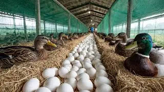 How to Raise Laying Ducks - Duck Egg business - Harvest Egg.
