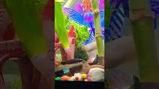 #comedy #findingnemo #fisharefriendsnotfood #fishtank