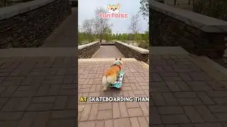 Skateboard Heroes #shorts #shortvideo #youtubeshorts #funnyvideo #dog #cuteanimals #funfolks