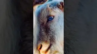 Goats Have Rectangle Eyes?! Weird But True!