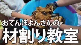 【おてんぽよんさんの材割り教室】タランドゥスの幼虫の材割り教室の様子を撮りました。