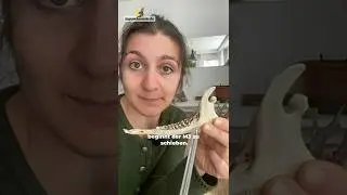 Kannst du das Alter des Rehs anhand des Kiefers bestimmen?