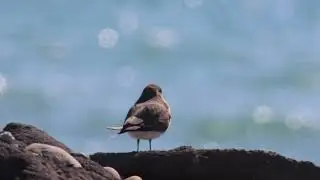 Free, Canastera com&uacute;n (Glareola pratincola) HD 1080p