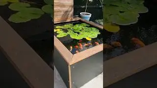 AMAZING outdoor goldfish pond! #fancygoldfish #fishtank #aquarium #petfish #fishkeeping #goldfish
