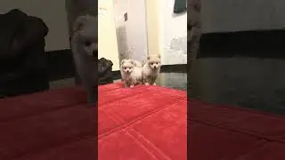 Toy Culture Pom Dog for sale || तोय कल्चर पोम पप्पी || 30 January 2025 #gurgaon #noida #shorts