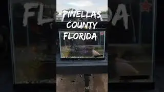 My first tank rescue  2/14/21 gold fish and more