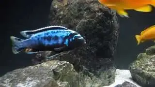 Metriaclima Msobo Magunga