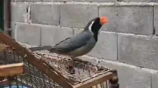 Picahueso Sanjuanino canto para llamar